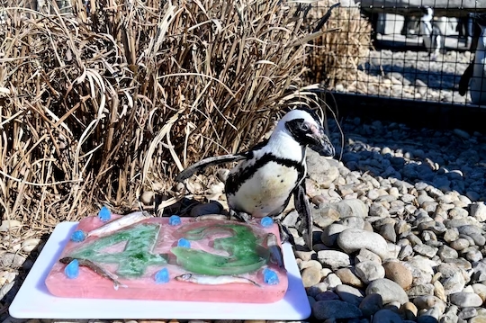 Penguin Birthday Cake - Photo: Reproduction/Metro Richmond Zoo/ND