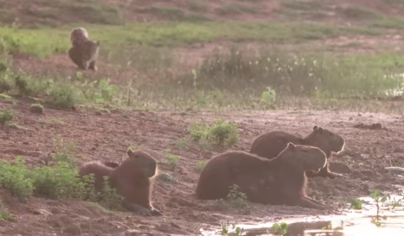 No v&iacute;deo &eacute; poss&iacute;vel ver a tentativa de ataque da on&ccedil;a-pintada. &mdash; Foto: Internet/Reprodu&ccedil;&atilde;o/ND