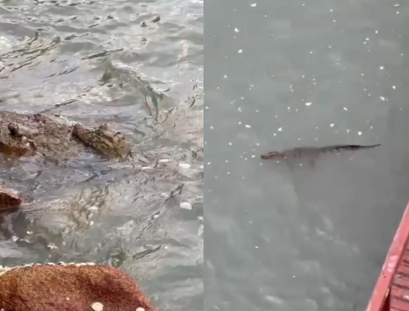 Jacar&eacute; &eacute; avistado por morador em praia de Florian&oacute;polis – Foto: Bruno Franco/Cedido/ND