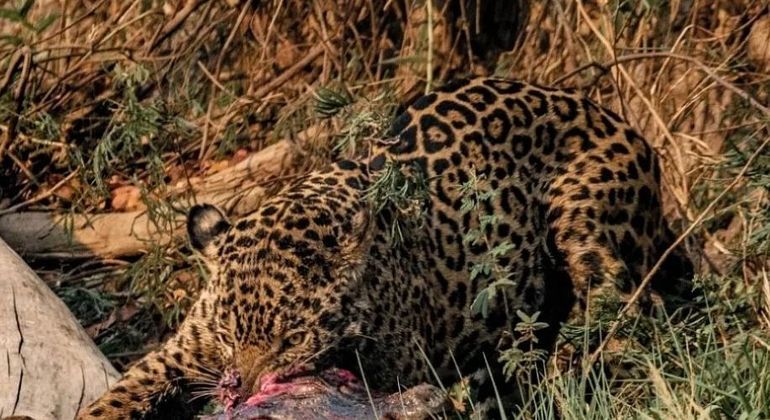 Sequ&ecirc;ncia impressiona ao mostrar como fica um jacar&eacute; ap&oacute;s encontro com on&ccedil;a-pintada – Foto: Reprodu&ccedil;&atilde;o/ND