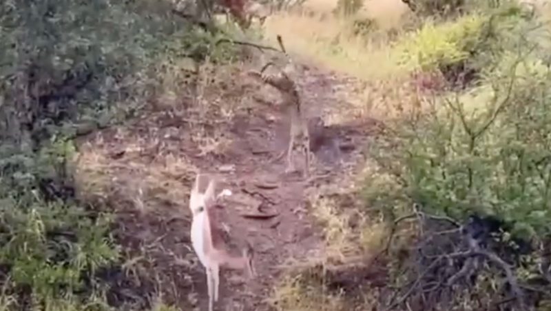 Leopardo salta para capturar o veado no ar – Foto: Reprodu&ccedil;&atilde;o
