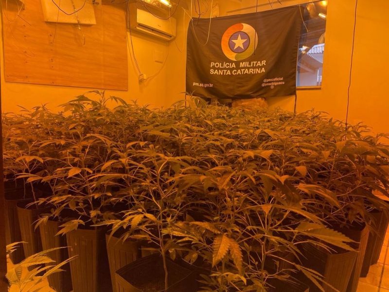 337 p&eacute;s de maconha foram apreendidos – Foto: PM/Divulga&ccedil;&atilde;o/ND