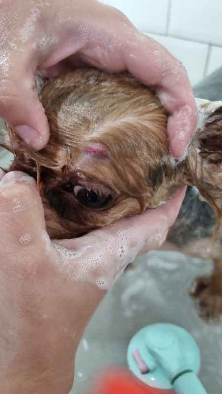 Cachorros em situa&ccedil;&atilde;o de maus-tratos s&atilde;o resgatados em Blumenau – Foto: Egidio Ferrari / Reprodu&ccedil;&atilde;o ND