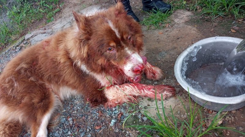 Cachorro ensanguentado &eacute; resgatado de casa em Itaja&iacute; – Foto: GMI/Divulga&ccedil;&atilde;o/ND