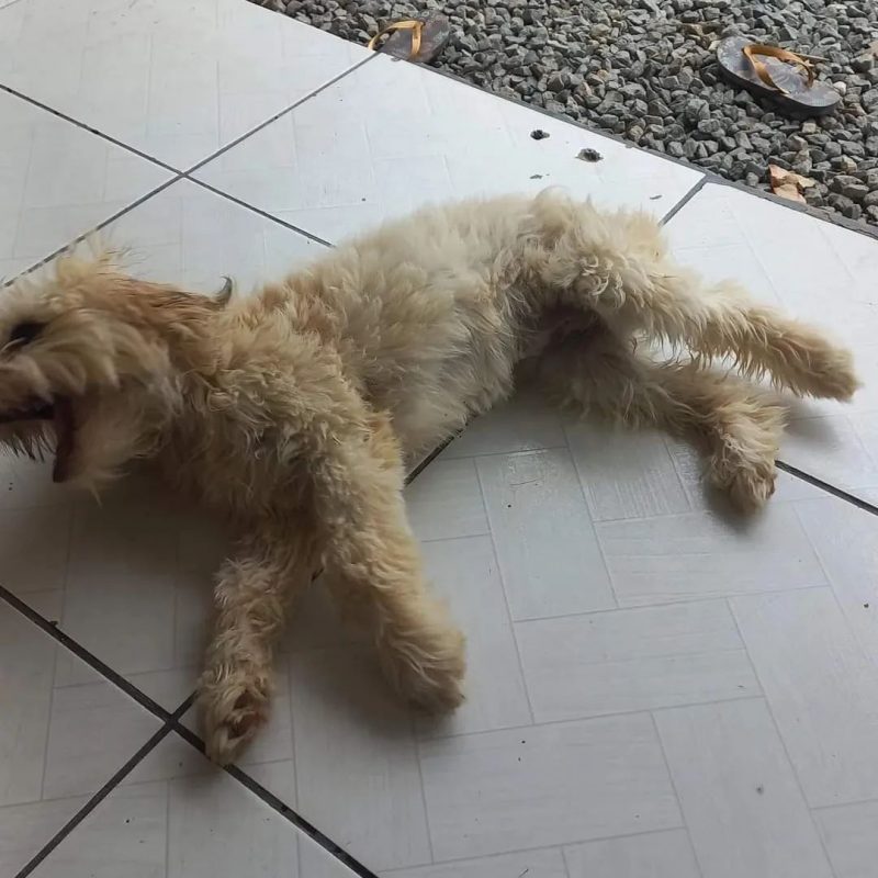 Cachorra foi encontrada dentro de sof&aacute; – Foto: Frada/Divulga&ccedil;&atilde;o/ND