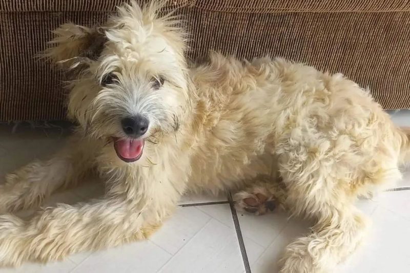 Cachorra foi encontrada dentro de sofá 