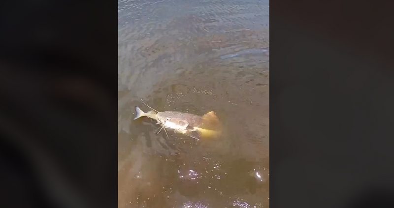 Peixe foi capturado em um pesque e pague – Foto: Reprodu&ccedil;&atilde;o/ND