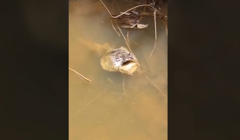 V&iacute;deo viralizou na web – Foto: Reprodu&ccedil;&atilde;o/ND