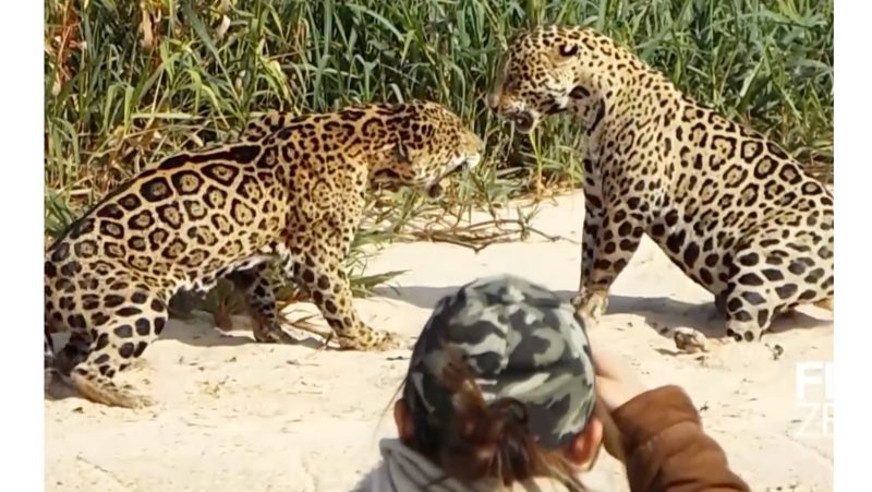 On&ccedil;as duelam diante de cinegrafistas: perto demais! – Foto: Reprodu&ccedil;&atilde;o