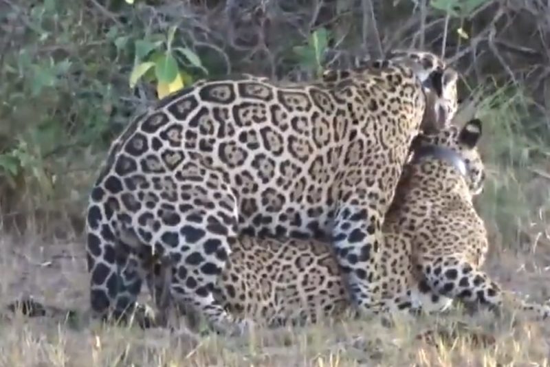 Acasalamento de onças no Pantanal 