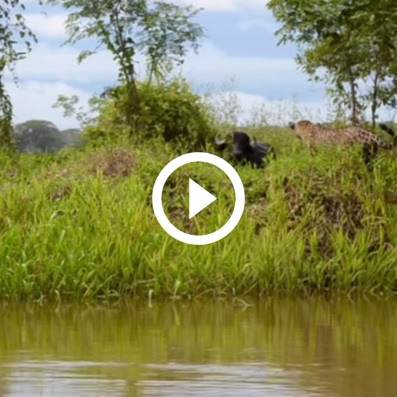 Em registro raro, bi&oacute;logo captura rea&ccedil;&atilde;o de on&ccedil;a ao tentar atacar b&uacute;falos no Pantanal – Foto: Reprodu&ccedil;&atilde;o/ND