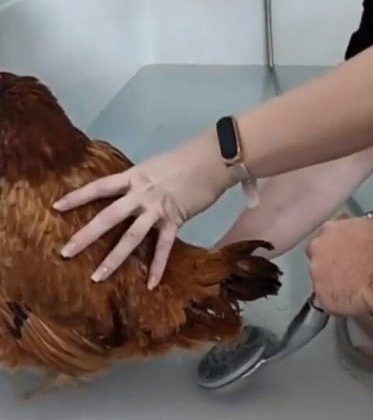 ‘Parto humanizado’ de galinha viraliza na internet – Foto: Reprodu&ccedil;&atilde;o/ND