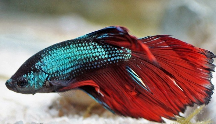 Peixe ‘gamer’ gasta dinheiro e revela dados do cart&atilde;o de youtuber ao vivo na internet – Foto: Pixabay/Reprodu&ccedil;&atilde;o/ND