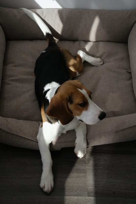 Snoopy is inspired by the beagle.  Like Charlie Brown puppies, this breed is greedy, usually extroverted and excited.  Beagles are usually around 39 cm and weigh 35 kg.  – Photo: pexels/albina white/ND