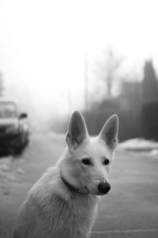 The superhero dog Bolt is also inspired by a real-life dog, the white German Shepherd.  The characteristics are very similar to the German Shepherd, although the white is considered a different breed.  They are loyal, obedient and love to play, and are great with children.  – Photo: pexels/daniel bendig/North Dakota