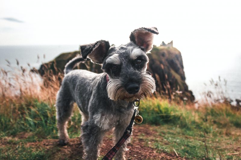 The Brazilian bidou from Turma da Monica, despite being blue, is inspired by the schnauzer.  It is very intelligent and family companion.  Its smaller version, like Bidu, can weigh 6 kg and reach 33 cm in height.  – Photo: pexels/jack granger/ND