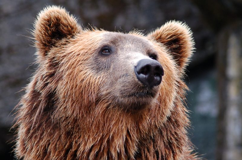 Urso tem 16 anos e sofre de dores nas articula&ccedil;&otilde;es – Foto: pexels-rasmus-svinding-35435