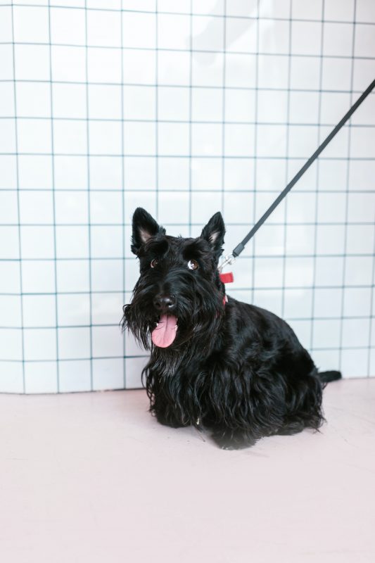 Also in the Lady and the Tramp universe is the Scottish terrier Jock.  Like the animal in the movie, this breed is known for its loyalty and independence.  Small, they can weigh 10 kg and be 25 cm. - Photo: pexels/rodnae productions/ND