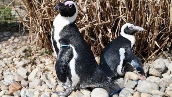 Assista a Os Pinguins de Madagáscar, 2, 32, A Noite Mais Perigosa