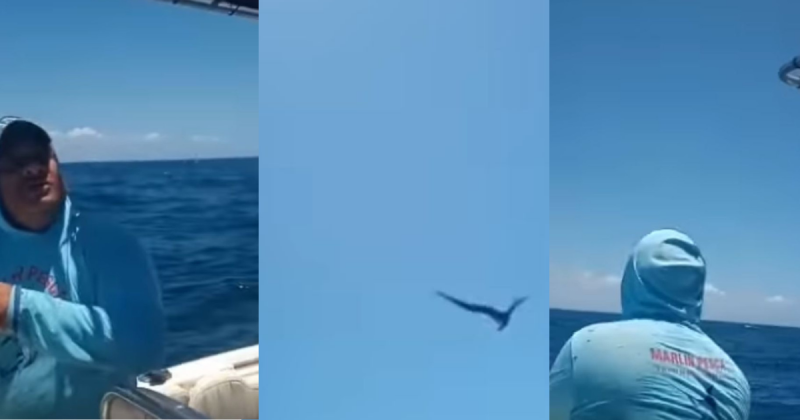 P&aacute;ssaro vira pipa ao pegar isca de pescador – Foto: Reprodu&ccedil;&atilde;o/ND