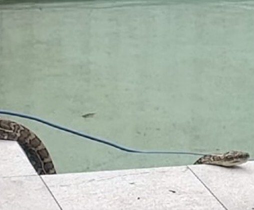 Fleeing from the heat, a giant snake dives and entertains residents - Photo: Reproduction / ND