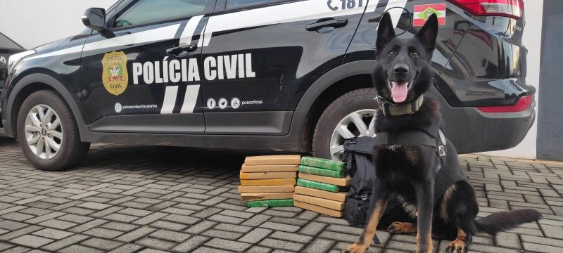 Droga foi apreendida pela Pol&iacute;cia Civil. – Foto: Pol&iacute;cia Civil/Divulga&ccedil;&atilde;o/ND