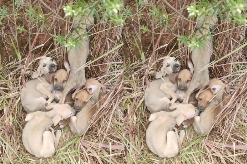 Os seis c&atilde;ozinhos foram abandonados em estrada e pol&iacute;cia resgatou animais em S&atilde;o Louren&ccedil;o do Oeste. &mdash; Foto: Pol&iacute;cia Militar/Reprodu&ccedil;&atilde;o/ND