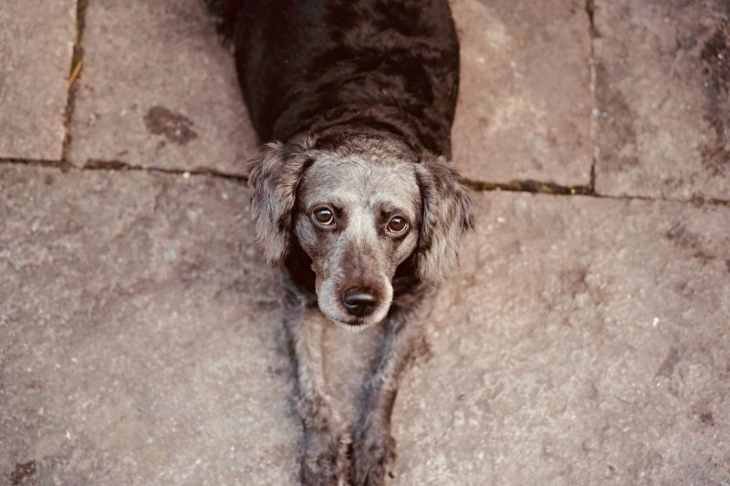 Feira de ado&ccedil;&atilde;o deve acontecer uma vez por m&ecirc;s – Foto: Troy Guo/Pexel/ND