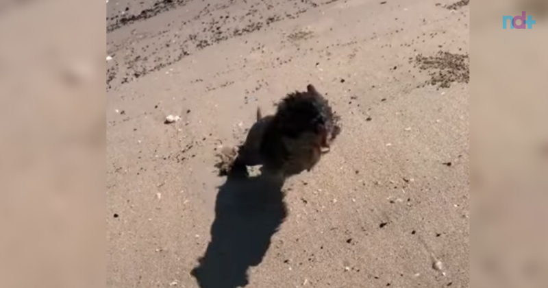 Ratazana ataca cinegrafista na praia – Foto: YouTube/Reprodu&ccedil;&atilde;o/ND