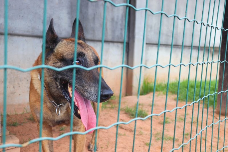 Enzo atua na fiscaliza&ccedil;&atilde;o no Porto de Navegantes – Foto: Portonave/Reprodu&ccedil;&atilde;o/ND