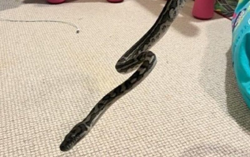 A 1m python snake attacked a sleeping child in Australia - Photo: Reproduction/Facebook Brisbane North Snake Catchers and relocation1