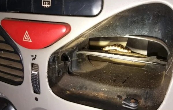 Um filhote de jiboia foi encontrado no ar-condicionado do carro. – Foto: Corpo de Bombeiros/Reprodu&ccedil;&atilde;o/ND