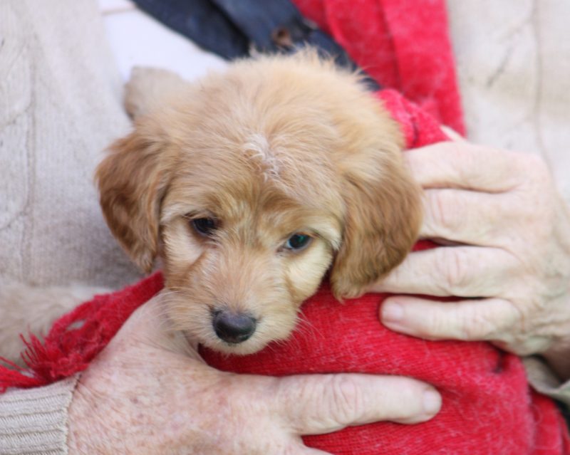 Animais aguardam um lar na UAPA de Itaja&iacute; – Foto: Reprodu&ccedil;&atilde;o/Prefeitura de Itaja&iacute;