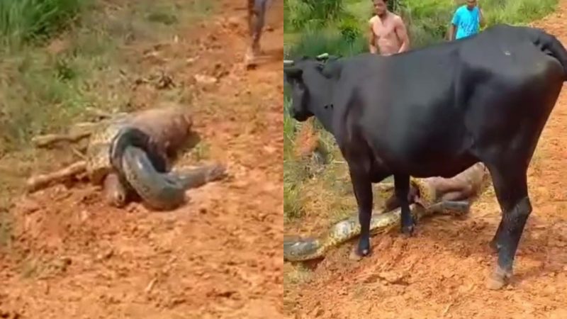 ‘A vaca &eacute; doida’: sequ&ecirc;ncia impactante flagra m&atilde;e salvando bezerro de ataque de sucuri – Foto: Reprodu&ccedil;&atilde;o/Internet
