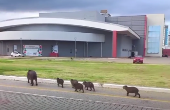 A fam&iacute;lia, j&aacute; acostumada com as c&acirc;meras, segue rumo ao destino – Foto: @katecappelari13/Instagram/Reprodu&ccedil;&atilde;o/ND