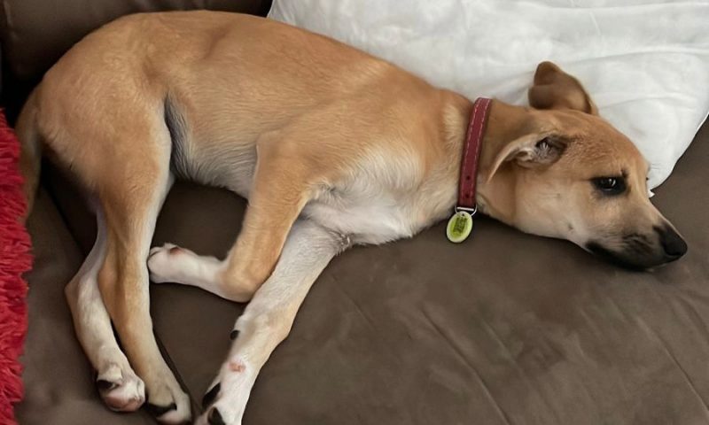 animais para adoção