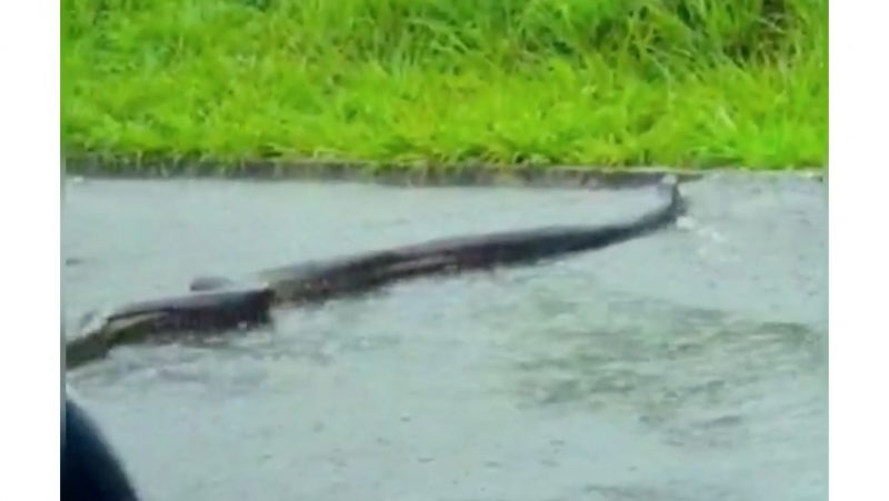 Sucuri tenta atravessa rua durante enchente na regi&atilde;o de Bonito – Foto: Reprodu&ccedil;&atilde;o