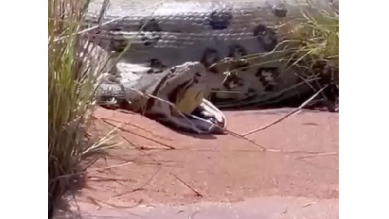 “Sua comida est&aacute; olhando pra mim”: sucuri devora mas n&atilde;o mata outra sucuri – Foto: Reprodu&ccedil;&atilde;o