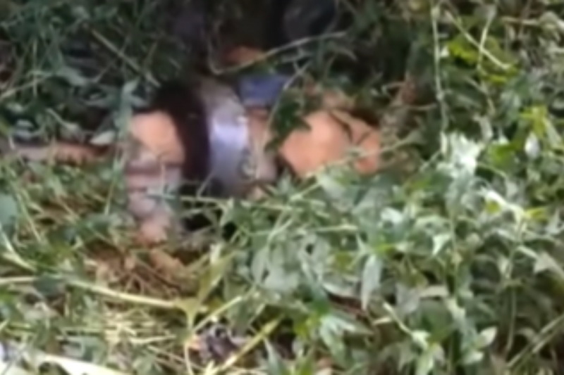 Cobra matou o cachorro – Foto: Captura de v&iacute;deo/Portal Peb&atilde;o/Reprodu&ccedil;&atilde;o/ND