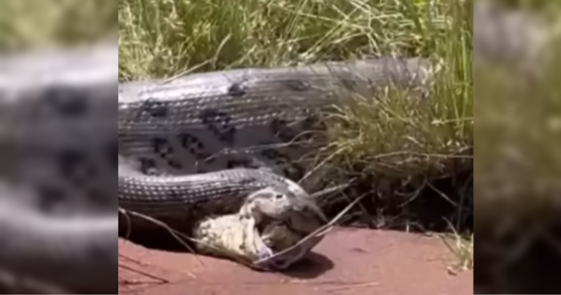 Qual o maior animal que uma cobra pode comer? Veja flagras