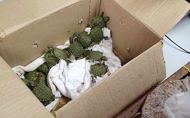 Filhotes de tartarugas s&atilde;o apreendidos em caixa de papel&atilde;o na BR-101 em Itapema – Foto: PRF/Divulga&ccedil;&atilde;o/ND