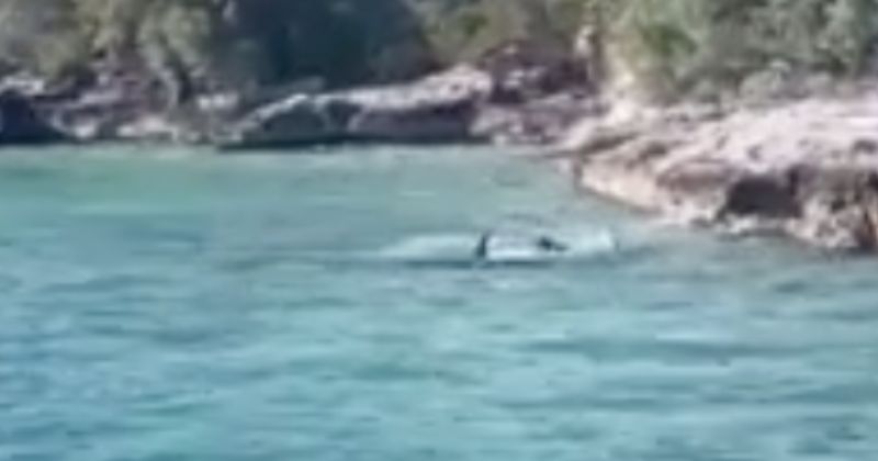 Animal pulou na &aacute;gua e enfrentou tubar&atilde;o – Foto: Daily Mail/Reprodu&ccedil;&atilde;o/ND
