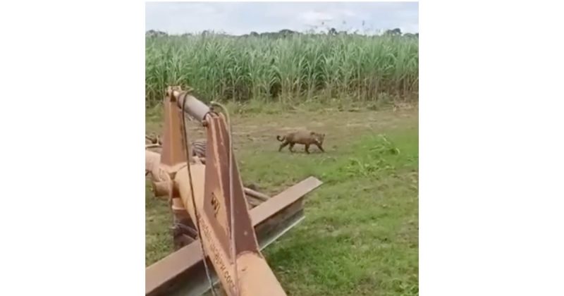Onça encarou agricultor, que teve calma para reagir da maneira correta
