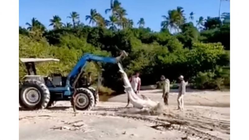 Gigante foi capturado fora do seu habitat normal – Foto: Reprodu&ccedil;&atilde;o