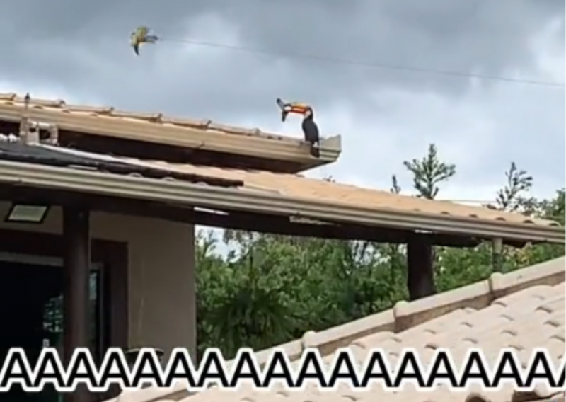 Tucano apareceu com filhote de p&aacute;ssaro no bico e meninas v&atilde;o a loucura – Foto: @queridacarina/TikTok/Reprodu&ccedil;&atilde;o/ND