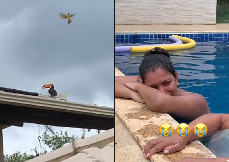 Tucano traumatiza internet em v&iacute;deo de ataque a ninho de p&aacute;ssaros – Foto: @queridacarina/TikTok/Reprodu&ccedil;&atilde;o/ND