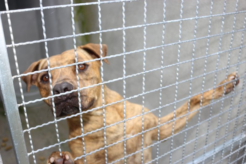 Animais para ado&ccedil;&atilde;o s&atilde;o castrados e vacinados – Foto: Prefeitura de Itaja&iacute;/Reprodu&ccedil;&atilde;o/ND