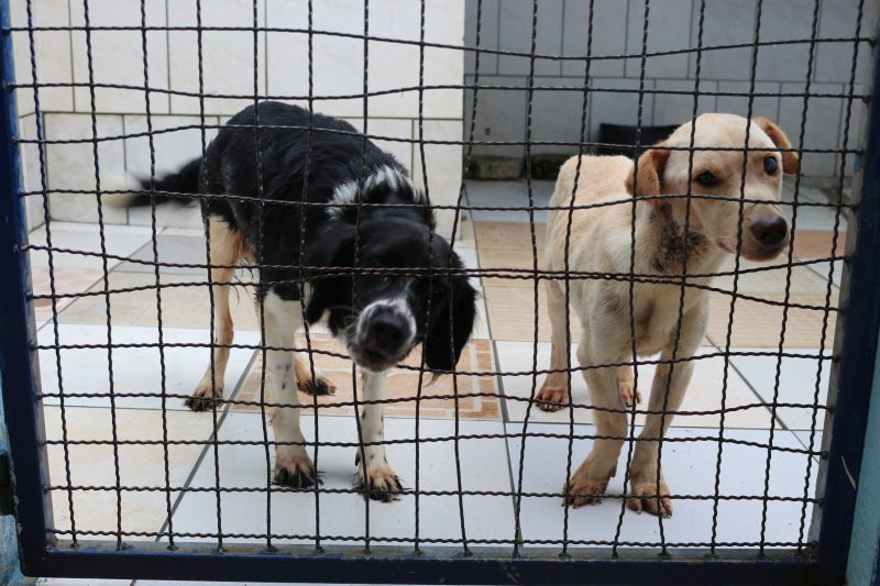 Feira acontece na sede da UAPA neste domingo (5) – Foto: Prefeitura de Itaja&iacute;/Reprodu&ccedil;&atilde;o/ND