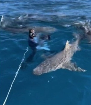 Mulher é cercada por tubarões na Flórida