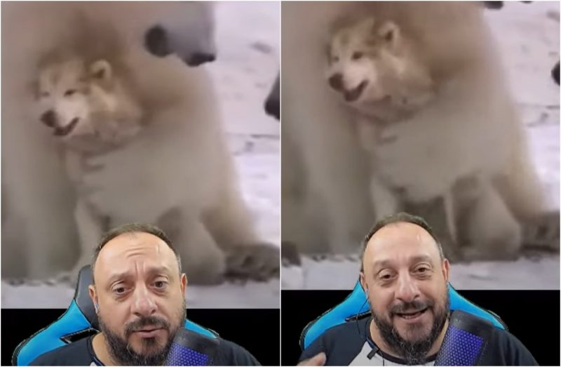 cachorro, urso polar